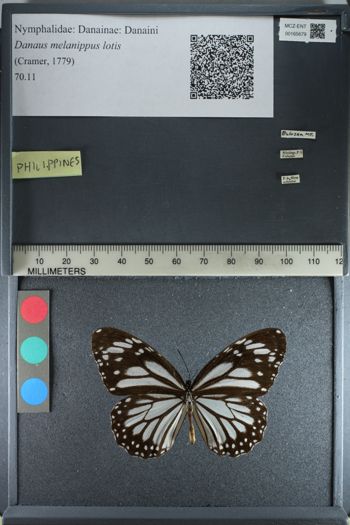 Media type: image;   Entomology 165679